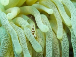 IMG 3197 Squat Anemone Shrimp